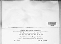 Fomes fomentarius image